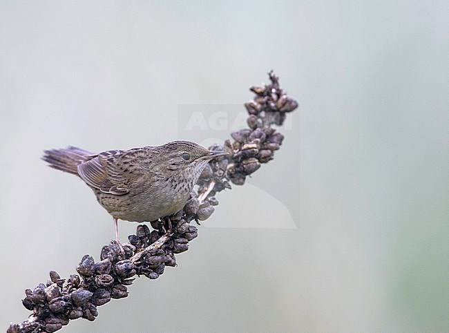 Common Grasshopper Warbler (Locustella naevia) perched on a dull grey day. stock-image by Agami/Edwin Winkel,