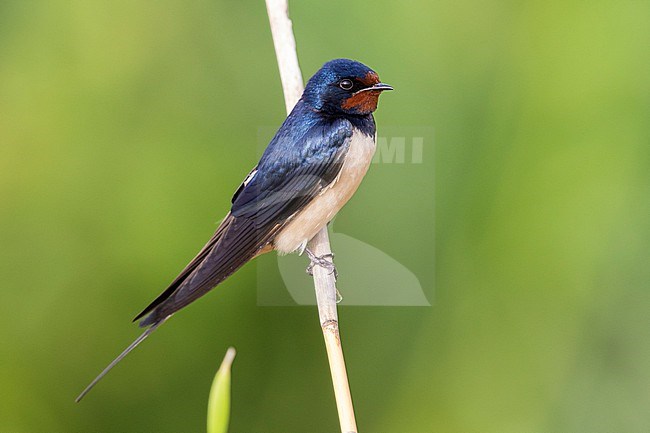 Barn Swallow (Hirundo rustica), side view of an adult perched on a reed, Campania, Italy stock-image by Agami/Saverio Gatto,