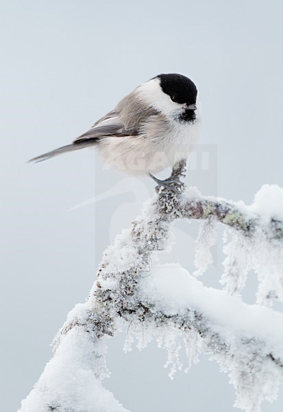 Matkop in de sneeuw; Willow Tit in the snow stock-image by Agami/Markus Varesvuo,