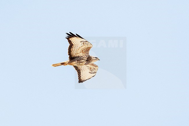 Steppe Buzzard (Buteo buteo vulpinus) on migration over the Eilat Mountains, near Eilat, Israel stock-image by Agami/Marc Guyt,