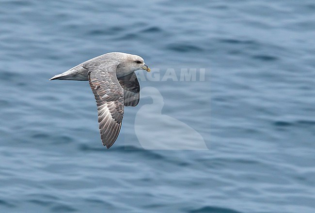 This bird was taken in the Hausgarden, Greenland Sea from the famous german ship - Polarstern. Powered by POLe & AWI. stock-image by Agami/Vincent Legrand,