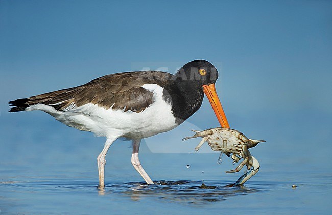 Adult American Oystercatcher (Haematopus palliatus) standing on a beach covered with seawater in Galveston County, Texas, USA. Foraging in a dead crab. stock-image by Agami/Brian E Small,