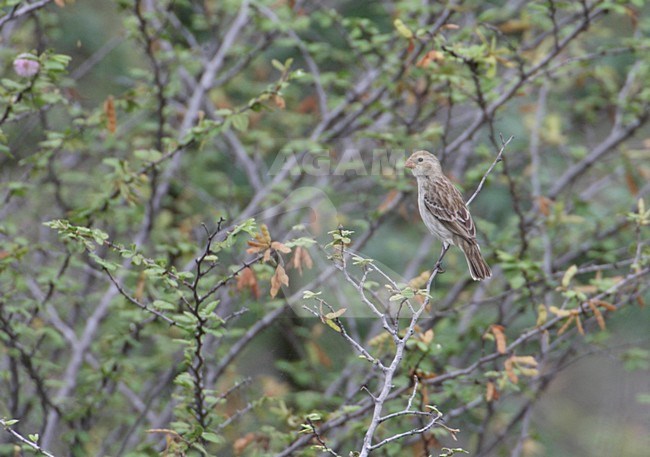 Female Chestnut-throated Seedeater (Sporophila telasco) stock-image by Agami/Mike Danzenbaker,