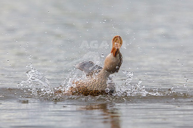 Slobeend, Northern Shoveler stock-image by Agami/Daniele Occhiato,