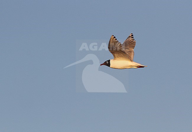 Relict Gull (Ichthyaetus relictus) adult in flight stock-image by Agami/James Eaton,