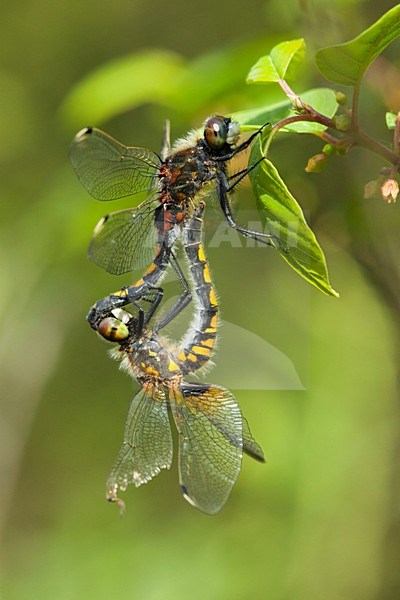 Gevlekte witsnuitlibellen parend, Leucorrhinia pectoralis pair mating stock-image by Agami/Wil Leurs,