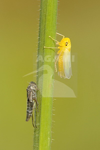 uitsluipende Groene cicade; emerging Green leafhopper; stock-image by Agami/Walter Soestbergen,