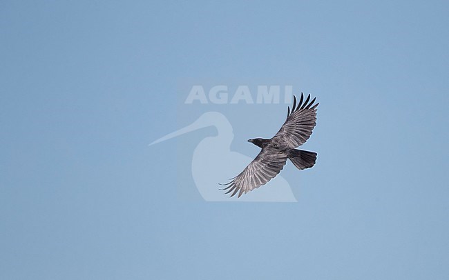 American Crow (Corvus brachyrhynchos pascuus), in flight at Everglades Nationalpark, Florida, USA stock-image by Agami/Helge Sorensen,