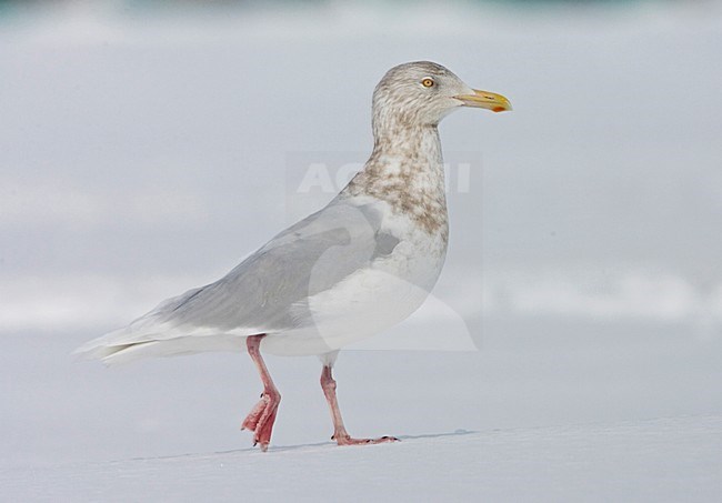 Grote Burgemeester staand in de sneeuw; Glaucous Gull standing in the snow stock-image by Agami/Marc Guyt,