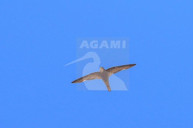 Forbes-Watson's Swift (Apus berliozi) in Oman. stock-image by Agami/Sylvain Reyt,