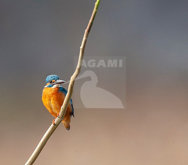 Common Kingfisher (Alcedo atthis bengalensis) perched on a vertical twig. stock-image by Agami/Marc Guyt,