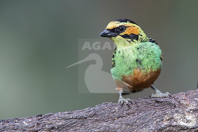 Golden-eared Tanager (Tangara chrysotis) at Huila, Colombia. stock-image by Agami/Tom Friedel,