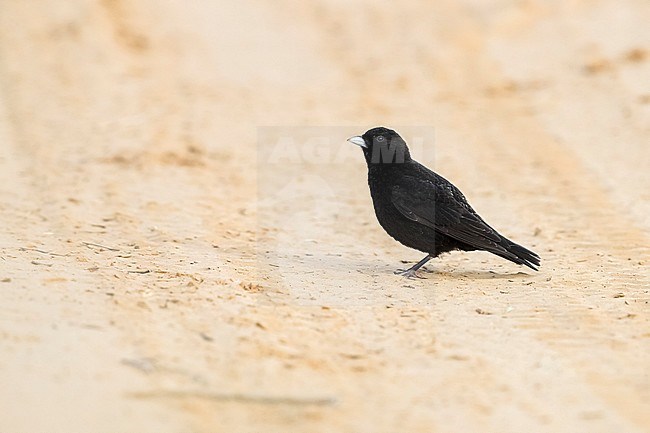 Male Black Lark sitting in steppe of Kazakhstan. May 2017. stock-image by Agami/Vincent Legrand,