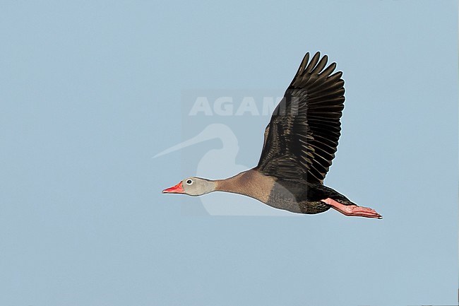 Adult Black-bellied Whistling-Duck (dendrocygna autumnalis) in flight against blue sky as background in Galveston County, Texas, United States. stock-image by Agami/Brian E Small,