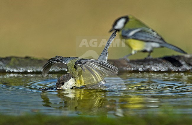 Great Tit, Parus major stock-image by Agami/Alain Ghignone,