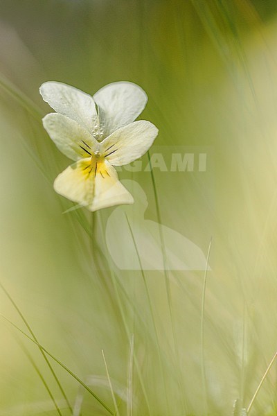 Mountain Pansy, Viola lutea subsp. calaminaria stock-image by Agami/Wil Leurs,