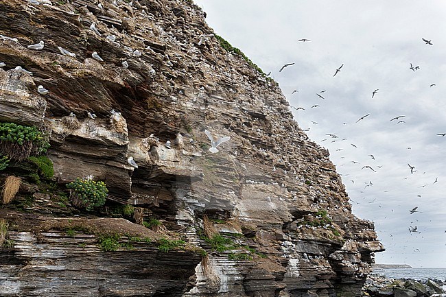 black-legged Kittiwake (Rissa tridactyla), colony on a cliff stock-image by Agami/Saverio Gatto,