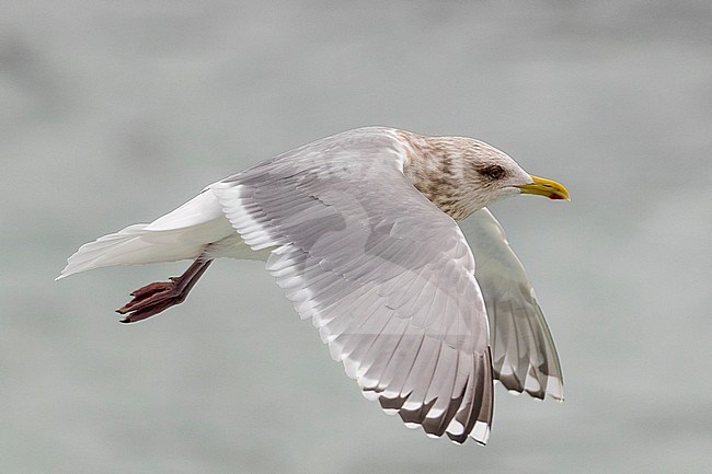 ‘Cipriana’ in flight, the returning adult Thayer’s Gull Larus thayeri, of San Cibrao in the Atlantic Coast of Lugo, Galicia, Spain stock-image by Agami/Rafael Armada,