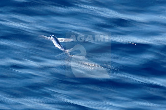 Flyingfish (Exocoetidae sp.) in flight with slow shutterspeed over the atlantic ocean. Waters between St. Helena and Ascension Islands.

 stock-image by Agami/Rafael Armada,