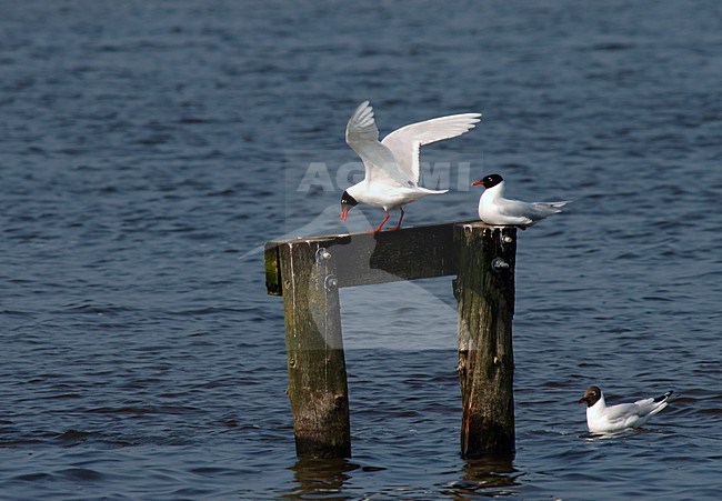 Zwartkopmeeuw; Mediterranean Gull; Ichthyaetus melanocephalus stock-image by Agami/Marc Guyt,