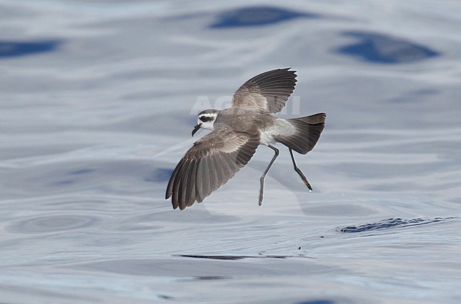 Bont Stromvogeltje in vlucht, White-faced Storm-Petrel in flight stock-image by Agami/Mike Danzenbaker,