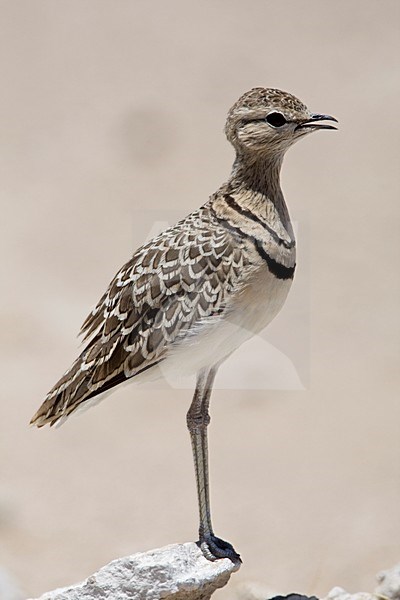 Dubbelbandrenvogel staand op steen Namibie, Double-banded Courser at stone Namibia stock-image by Agami/Wil Leurs,
