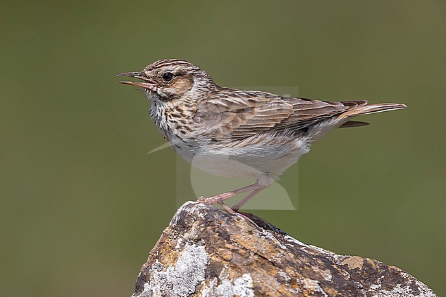 Woodlark (Lullula arborea ssp. pallida) perched on a rock and singing stock-image by Agami/Daniele Occhiato,