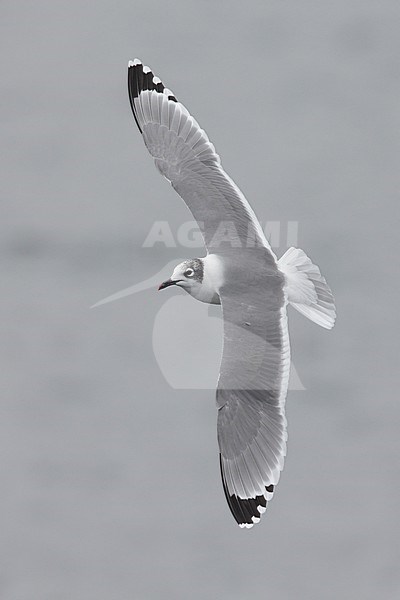 Volwaasen Franklins Meeuw in vlucht, Non-breeding Franklin's Gull stock-image by Agami/Mike Danzenbaker,