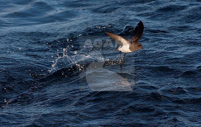 White-bellied Storm Petrel (Fregetta grallaria) at sea in the southern Atlantic ocean. stock-image by Agami/Marc Guyt,