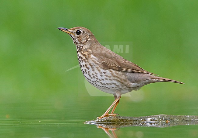 Song Thrush standing near water; Zanglijster staand nabij water stock-image by Agami/Markus Varesvuo,