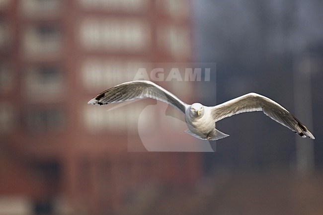 Zilvermeeuw in vlucht boven een Amsterdamse gracht, Herring Gull in flight above a Dutch kanal stock-image by Agami/Marc Guyt,