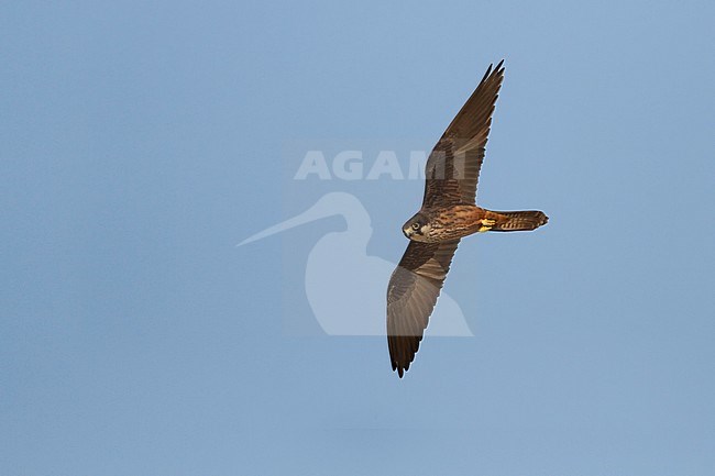 Eleonora's Falcon - Eleonorenfalke - Falco eleonorae, Cyprus, adult stock-image by Agami/Ralph Martin,