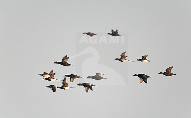 Gemende groep zee-eenden (Grote Zee-eend, Zwarte Zee-eend en IJseend); Mixed group of sea ducks (Velvet Scoter, Common Scoter and Long-tailed Duck) stock-image by Agami/Markus Varesvuo,