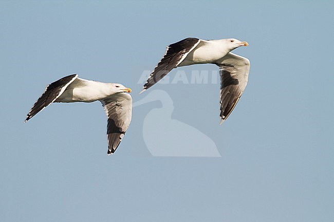 Great Black-backed Gull - Mantelmöwe - Larus marinus, Germany, adult stock-image by Agami/Ralph Martin,