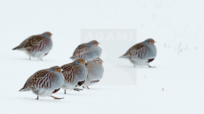 Patrijs in de sneeuw, Grey Partridge in the snow stock-image by Agami/Markus Varesvuo,