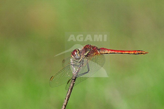 Mannetje Zwervende heidelibel, Male Sympetrum fonscolombii stock-image by Agami/Rob Riemer,