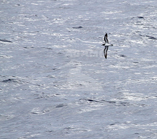 Probable Collared Petrel (Pterodroma brevipes) flying over the Pacific Ocean near New Caledonia. stock-image by Agami/Pete Morris,