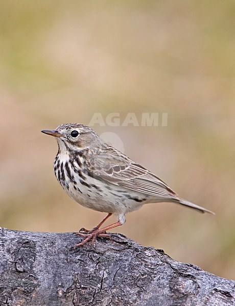 Meadow Pipit perched on a branch; Graspieper zittend op een tak stock-image by Agami/Markus Varesvuo,