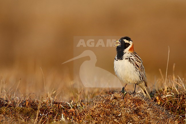 Zingende IJsgors; Singing Lapland Bunting stock-image by Agami/Chris van Rijswijk,