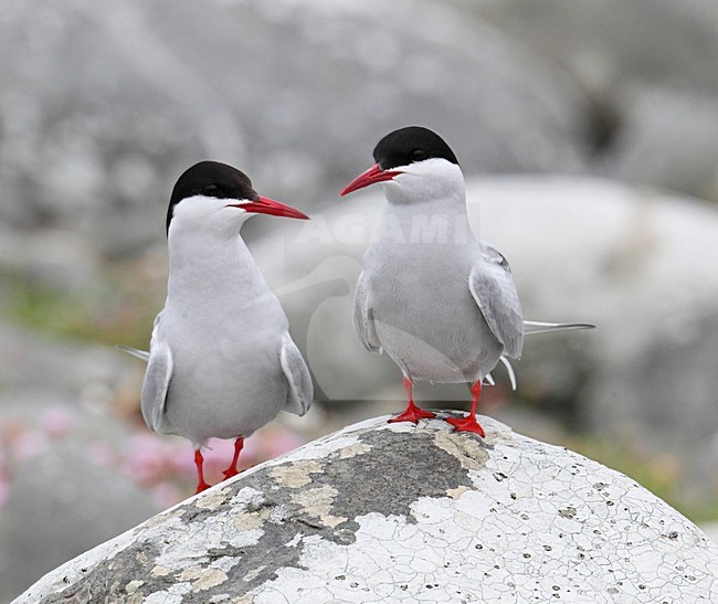 Noordse Stern, Arctic Tern, Sterna paradisaea stock-image by Agami/Hugh Harrop,