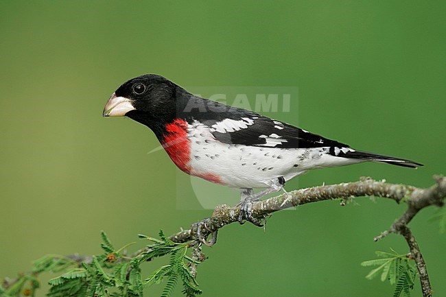 Adult male breeding
Galveston Co., TX
April 2005 stock-image by Agami/Brian E Small,