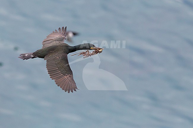 European Shag (Phalacrocorax aristotelis), adult in flight carrying material for the nest stock-image by Agami/Saverio Gatto,