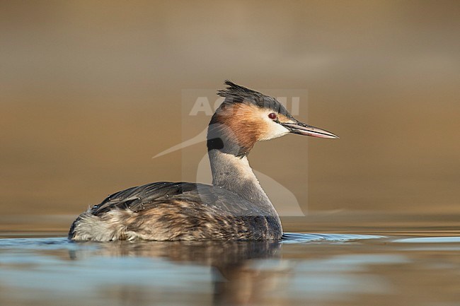 fuut laag standpunt; Great crested Grebe low point of view; stock-image by Agami/Walter Soestbergen,