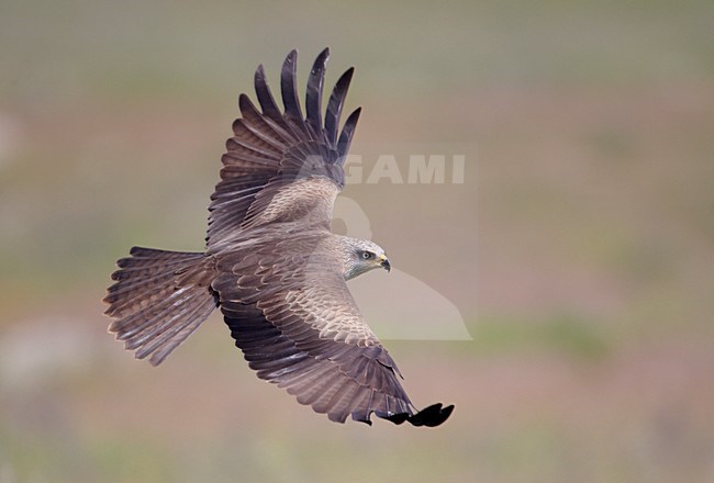 Zwarte Wouw in de vlucht; Black Kite in flight stock-image by Agami/Markus Varesvuo,