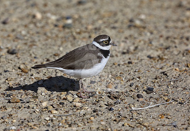 Adult Little Ringed Plover (Charadrius dubius curonicus) in Uzbekistan stock-image by Agami/Andy & Gill Swash ,