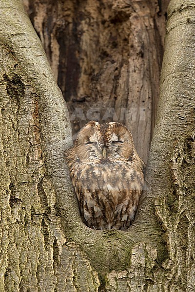 Bosuil rustend in boomholte; Tawny Owl roosting in treehole; stock-image by Agami/Walter Soestbergen,