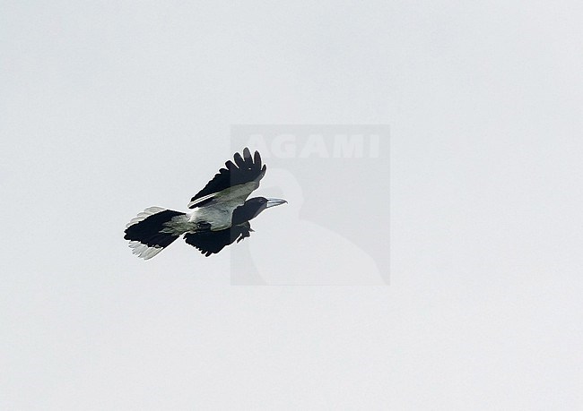 Hooded Butcherbird (Cracticus cassicus) in West Papua, Indonesia. In flight. stock-image by Agami/Pete Morris,