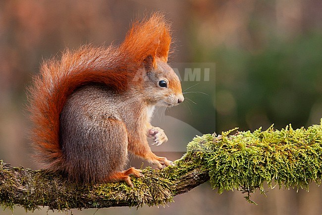 Red squirrel (Sciurus vulgaris) sitting on log stock-image by Agami/Caroline Piek,