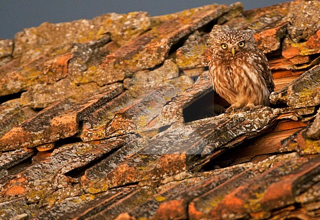 Steenuil zittend op schuur in laatste licht; Little Owl perched on barn in evening light stock-image by Agami/Marc Guyt,