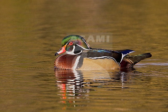 Wood Duck (Aix sponsa) swimming on a golden pond in Victoria, BC, Canada. stock-image by Agami/Glenn Bartley,